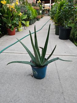 Aloe Vera Healthy Plants.