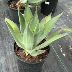 Blue Flame Agave – Elegant 3 Gallon Succulent for $40