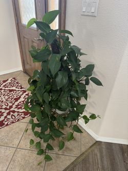 House Plant