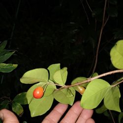 Cedar Bay Cherry fruit tree