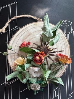 Dried Flowers + Tarantula Molt