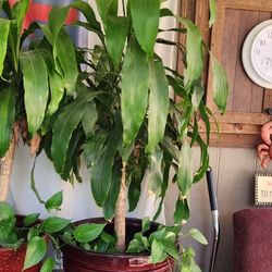 6 Total  Corn Plants With Ivy