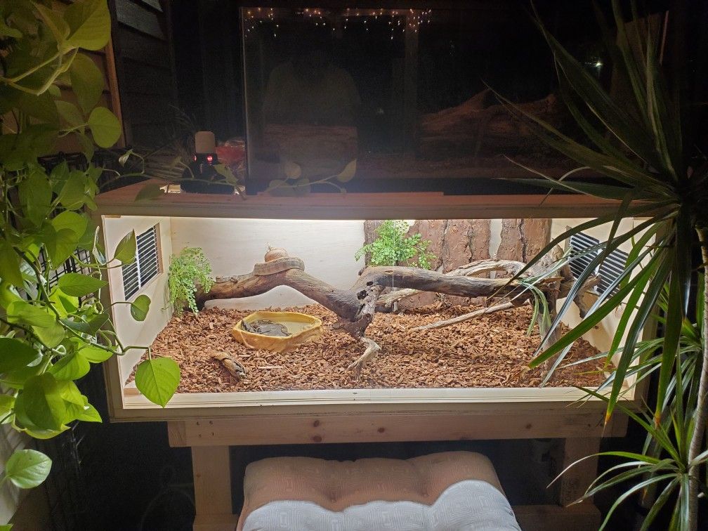 Terrarium for boa Constrictor Reptile
