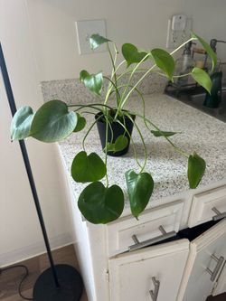 Beautiful plant.