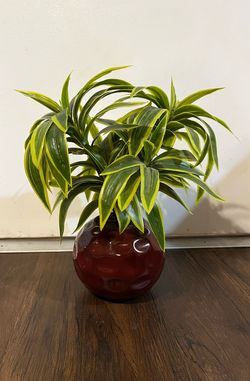 Plant Decor