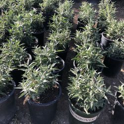 5g Butterfly Bush