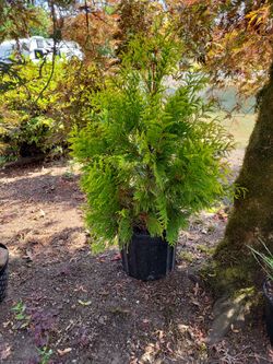 Upright Evergreen Landscape Plants 