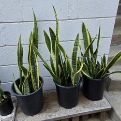 "Snake" Plants