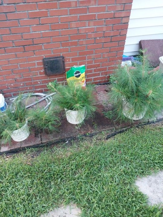 PINE TREES