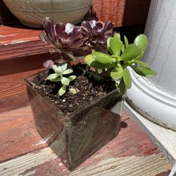 Succulents For Sale