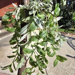 Hanging Tradescantia Fluminensis Plant 