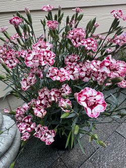 🌸 Full Bloom Dianthus – Great for Garden & Cut Flowers!