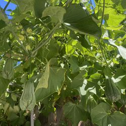 Organic Chayotes $1.25 Regular Size