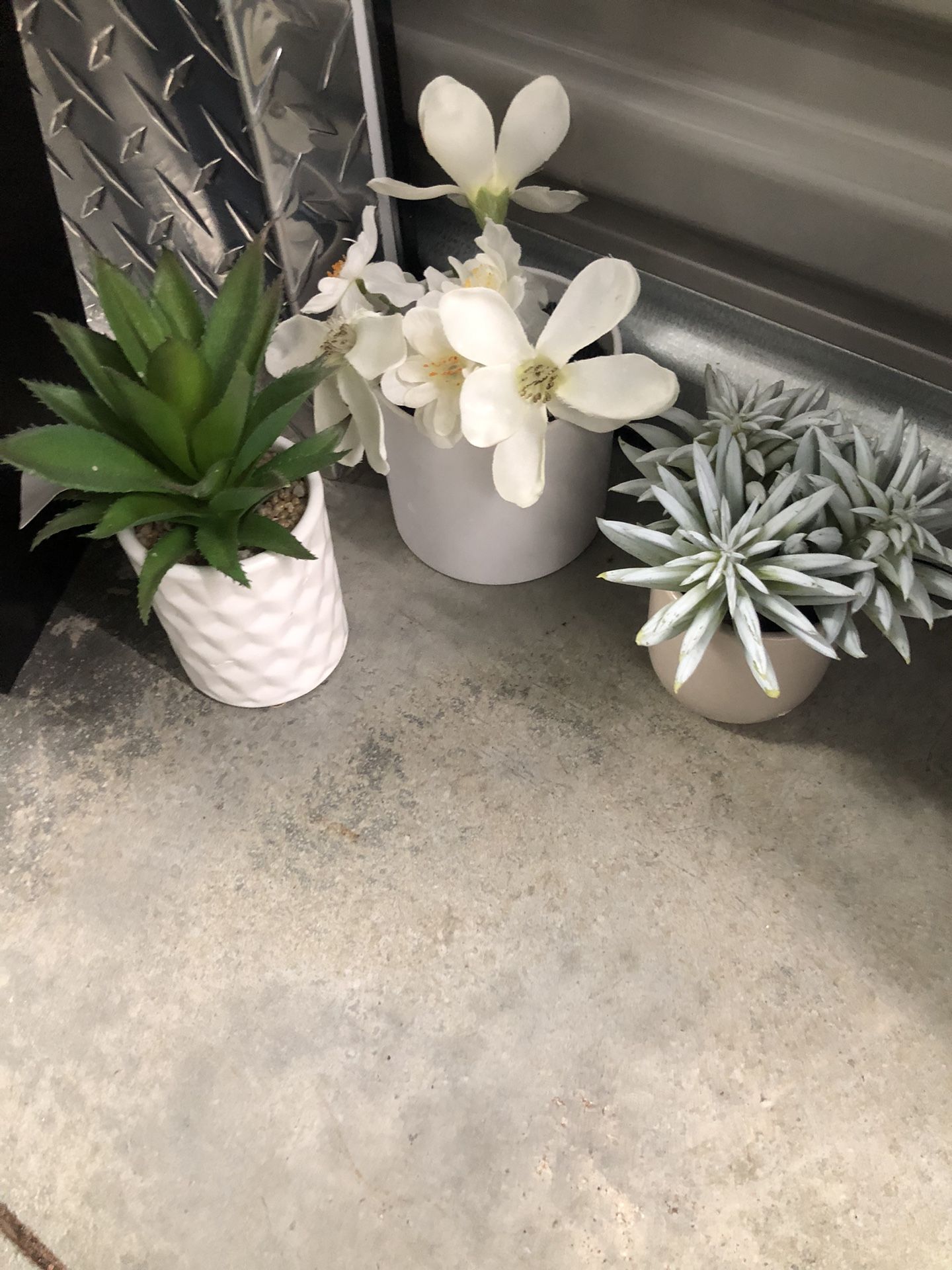 Counter Plants $3 Each
