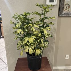 Variegated “Schefflera” Umbrella Tree Plant