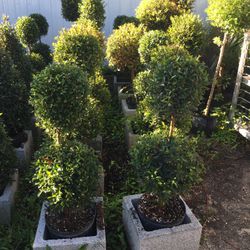 Double Balls Topiaries In 3 gls Pot. SPECIAL PRICE !🤩