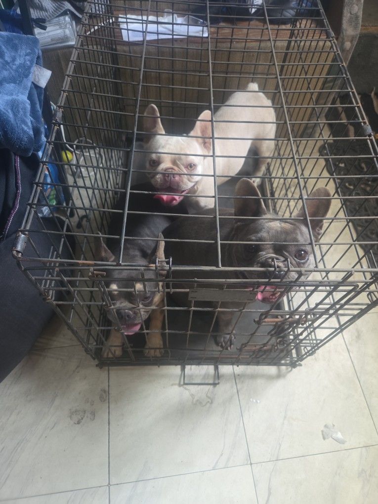 Dog Kennel 