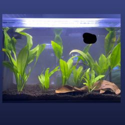 Fluval 5Gal Tank