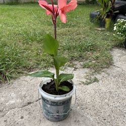 Canna Lili 