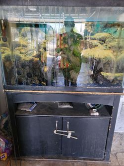 40/50 gallon fish tank
