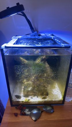 Sea Salt Tank