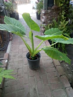 Elephant ears
