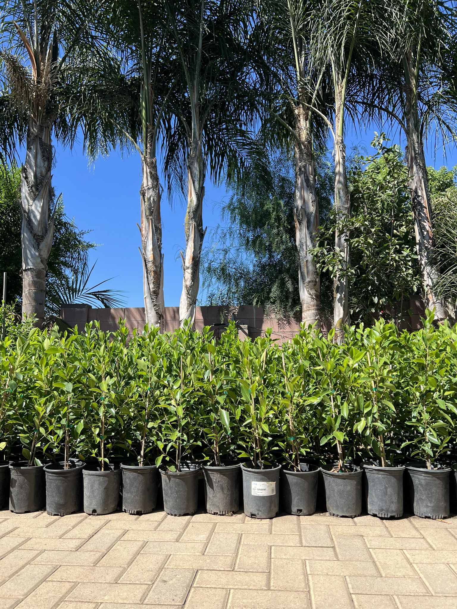 Ficus Tree Wholesale