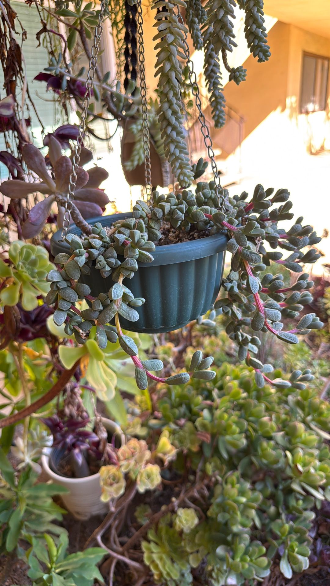 Succulents