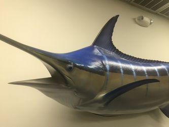Extremely Large Mounted Marlin