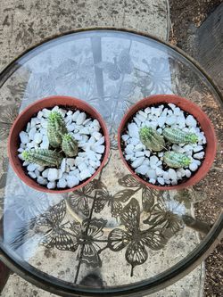 CORN COB CACTUS IN 4" PLASTIC POT