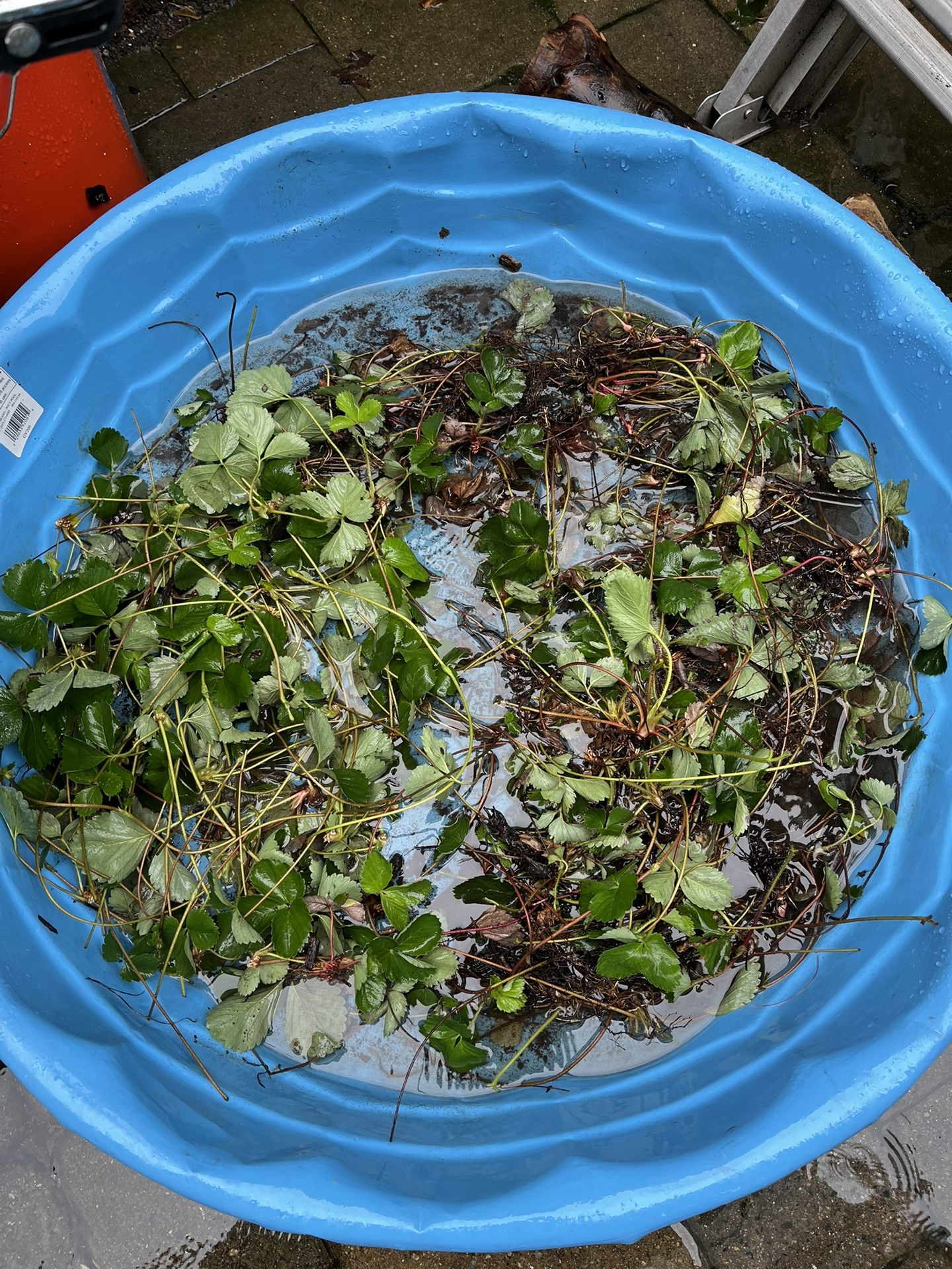 Dozen Strawberry Plants/ Runners