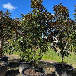 XL Magnolia Little Gem For Sale