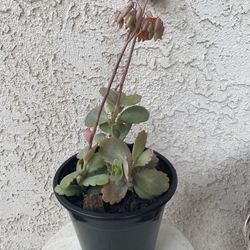 1.5 Gallon Pot Succulent Plant - Kalanchoe Fedtschenkoi - Lavender Scallops - Established Plant - Drought Resistant🪴