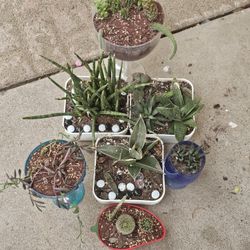 Plant Sale (Must Go)