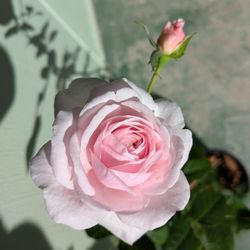 D.A. Rose Olivia 