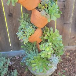 Tilted Socculants Pots