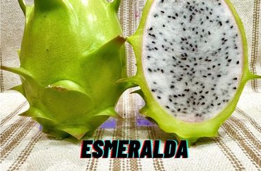 Dragon fruit esmeralda plant