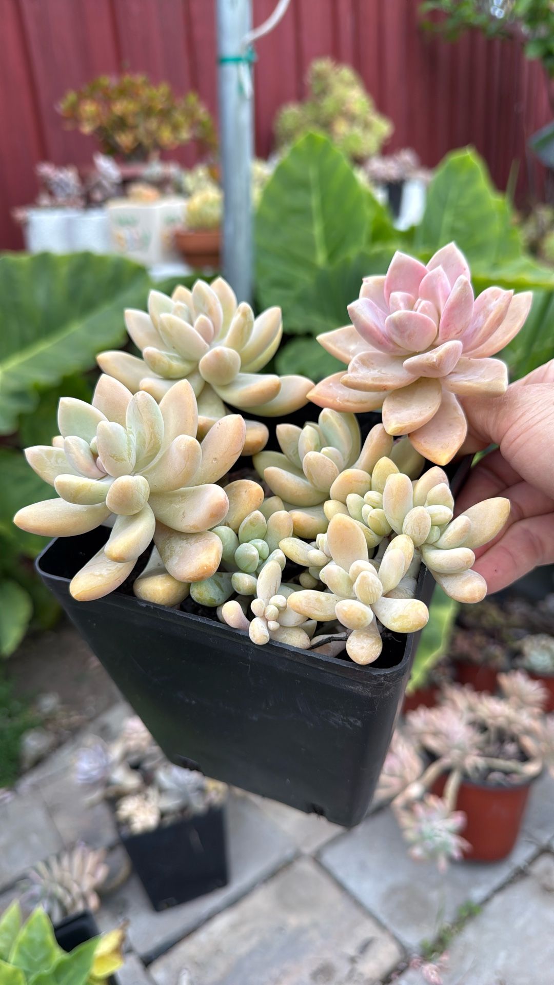 Succulents Plants 6” Pot 