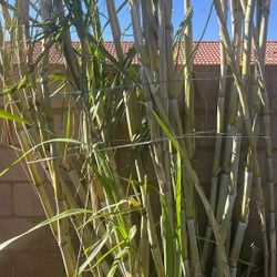 Sugar Cane 