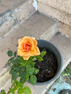 Orange Rose Plant
