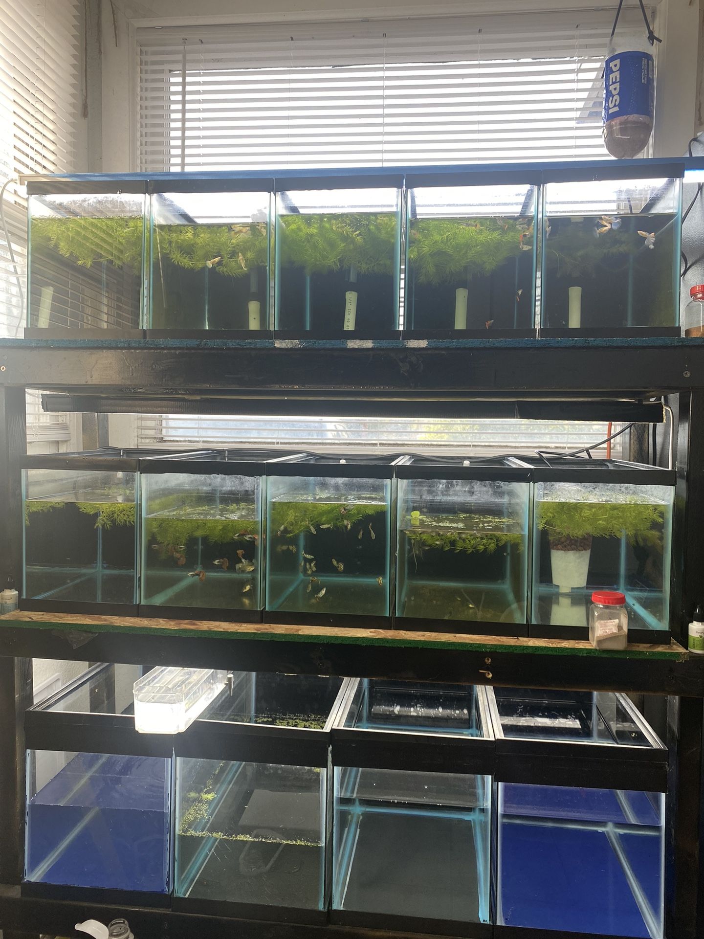 Fish Tank 5 for Sale in Loma Linda, CA OfferUp