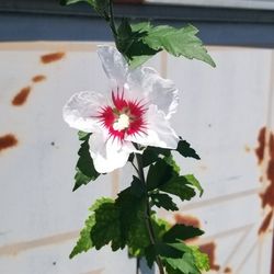 Hibiscus Beautiful 4 Ft Tall Just Staring To Bloom