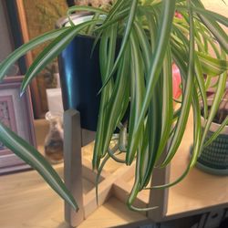 Plant Pot With Stand Really Cute Planter!