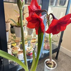 4 Amarallis Bulbs