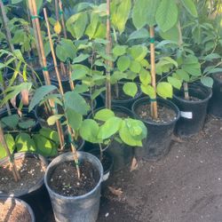 Chirimoya Fruit Plant 