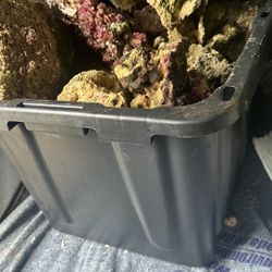 100 pounds, Wet And Dry Rock reef 