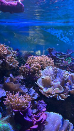 Rose bubble tip anemone