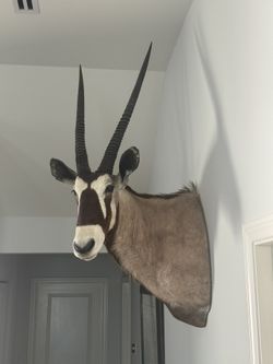 African Oryx (Gemsbok) Shoulder mount 