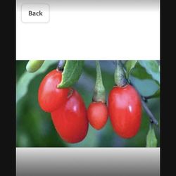 Wolfberry Berry Goji Berry Seedling Live Plant Tree (Lycium barbarum) - Lycium 1 Gallon Free Yellow Iris 2 Gallon