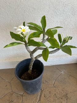 White Plumeria